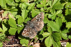 Pyrgus malvae