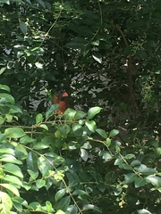 Cardinalis cardinalis
