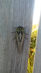 Megatibicen dealbatus
