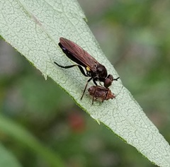 Eudioctria