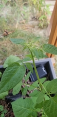 Solanum dulcamara