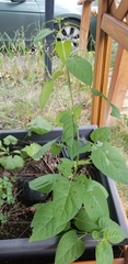 Solanum dulcamara