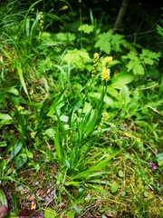 Tofieldia calyculata