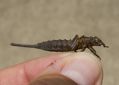 Aphylla angustifolia