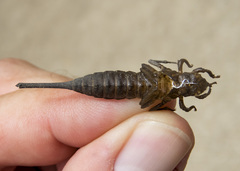 Aphylla angustifolia