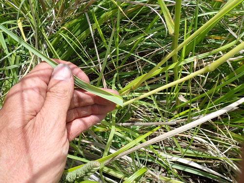 Image of Chionochloa flavicans by (c) Arnim Littek, some rights reserved (CC BY)