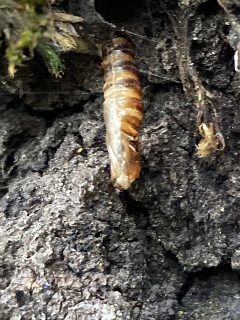 Winged and Once-winged Insects from San Bernardino National Forest ...