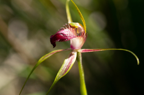 Image of Caladenia ambusta by (c) Jeremy Jones, some rights reserved (CC BY)