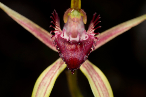 Image of Caladenia ambusta by (c) Jeremy Jones, some rights reserved (CC BY)