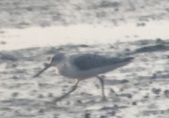 Tringa guttifer