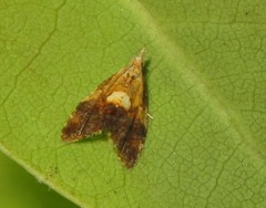 Pseudargyrotoza conwagana