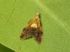 Pseudargyrotoza conwagana