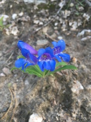 Penstemon glaber
