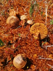 Cortinarius huronensis