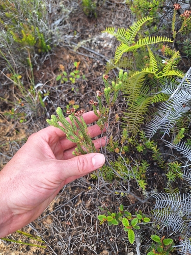 Image of Berry Heath (Erica baccans) by (c) Oscar Dove, some rights reserved (CC BY)