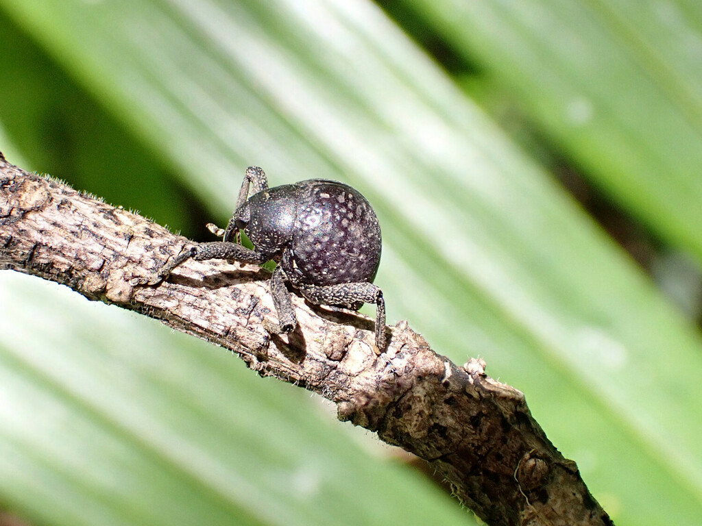 Salcus elevatus
