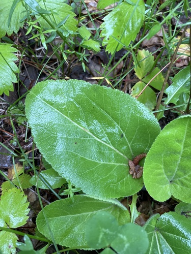 Image of Veronica bullii by no rights reserved
