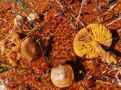 Cortinarius huronensis
