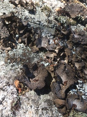 Umbilicaria muhlenbergii