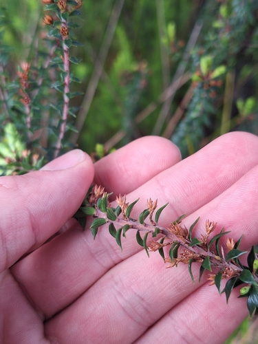 Image of Epacris pauciflora by (c) Oscar Dove, some rights reserved (CC BY)