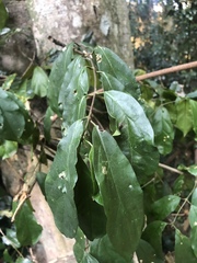 Oncinotis tenuiloba