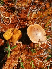 Cortinarius huronensis