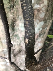 Oncinotis tenuiloba