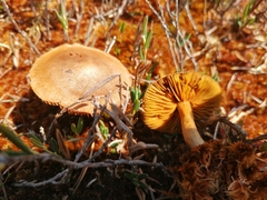 Cortinarius huronensis