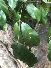 Oncinotis tenuiloba