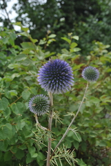 Echinops adenocaulos