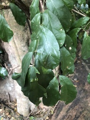 Oncinotis tenuiloba