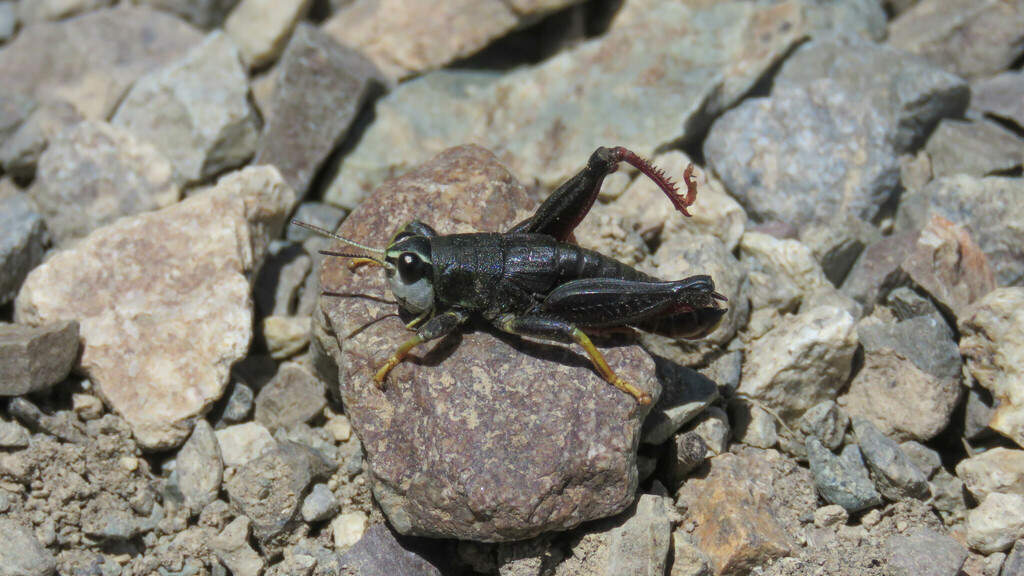 Nahuelia rubriventris