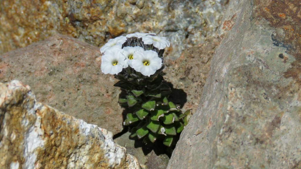 Combera paradoxa (Combera paradoxa)