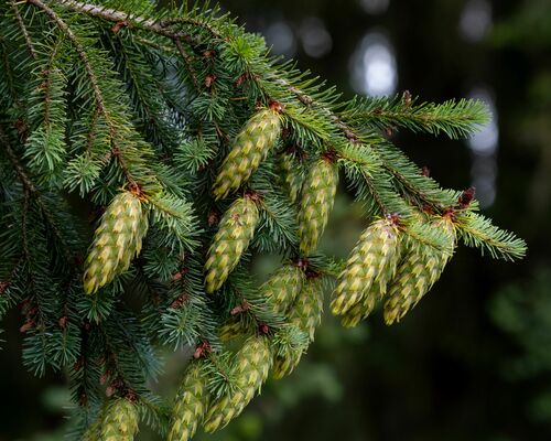 Douglas-fir (Pseudotsuga menziesii)