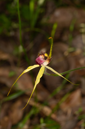Image of Caladenia viridescens by (c) Jeremy Jones, some rights reserved (CC BY)