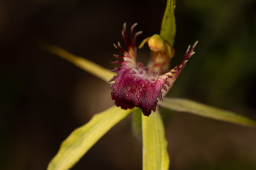 Image of Caladenia viridescens by (c) Jeremy Jones, some rights reserved (CC BY)