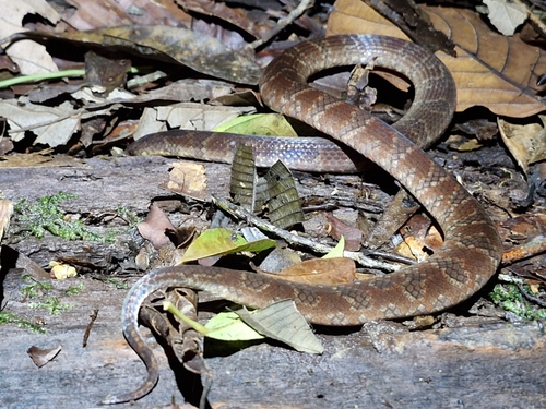 Atractus arangoi