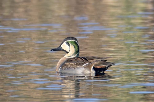 Baikal Teal