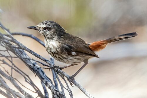 Shy Heathwren (Hylacola cauta), photo 9