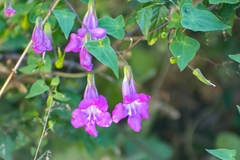 Canary Vine (Maurandya scandens)