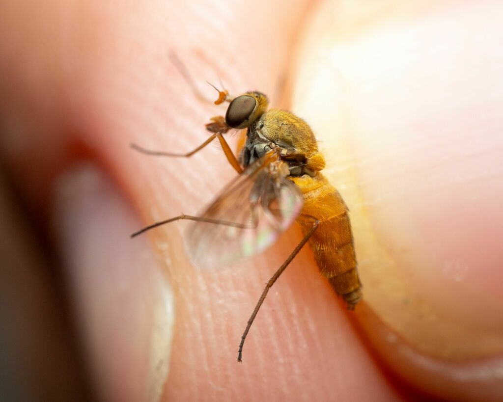 Symphoromyia sackeni