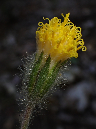 Image of Arnica spathulata by (c) Nolan Exe, some rights reserved (CC BY)