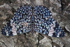 Hamadryas amphinome mazai