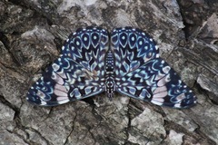 Hamadryas amphinome mazai