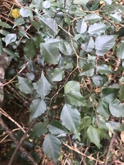 Indigofera natalensis