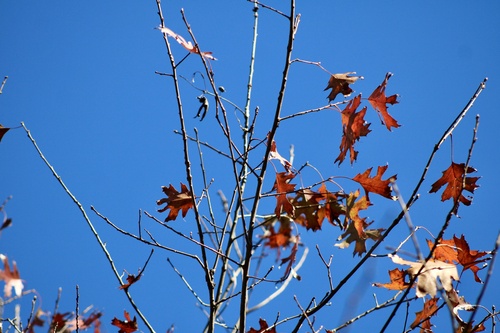 Image of Quercus shumardii by (c) ashleyrsteel, some rights reserved (CC BY)