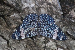 Hamadryas amphinome mazai