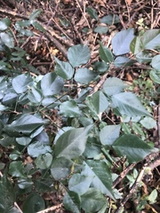 Indigofera natalensis