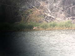 Anser anser rubrirostris