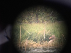 Anser anser rubrirostris